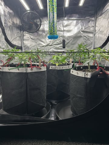 First Grow.. How am I doing?