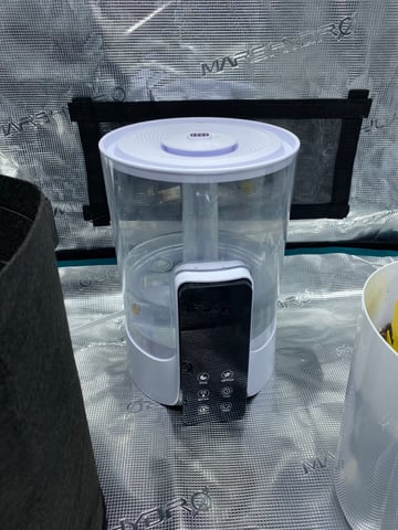 Gorilla Melon — seedling_rooting, day 22