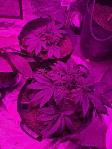 Apple fritta — vegetative, day 25