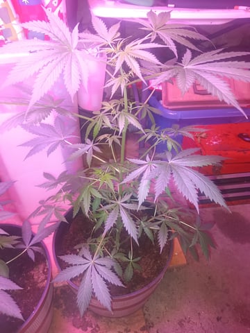 aurora auto — vegetative, day 44