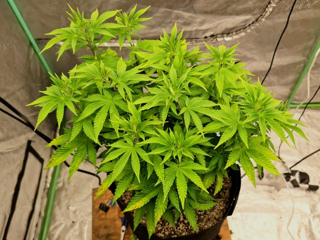 Blackberry Kush — vegetative, day 64