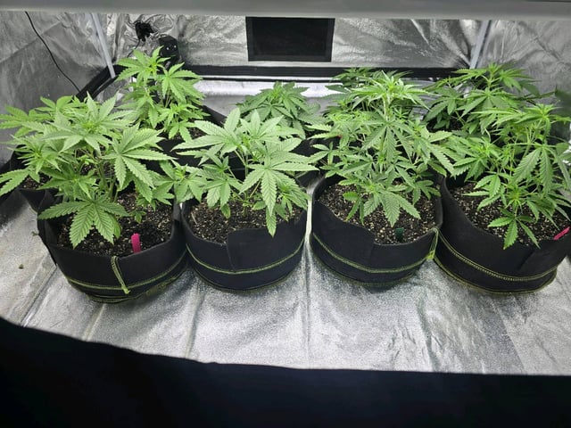 3rd Auto Grow — vegetative, day 48
