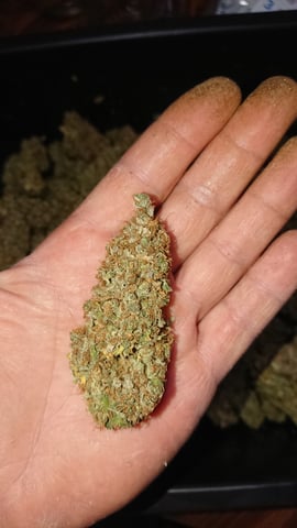 Closet grow  — harvest, day 115