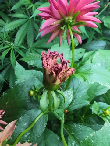 dahlia breeding — flower, day 10
