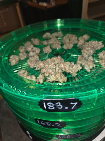 Pineapple express — done, day 67