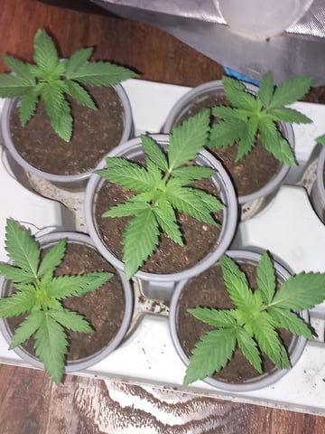 Critical Feminisiert Ganjafarmer  — vegetative, day 20