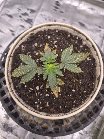 Humboldt Orange Creampop — seedling_rooting, day 23