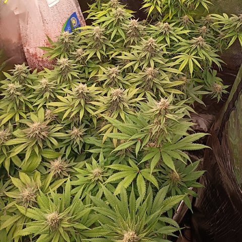 TentPlantLightFan — flower, day 107