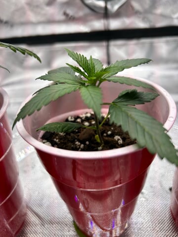 First Ever Grow GT — seedling_rooting, day 20