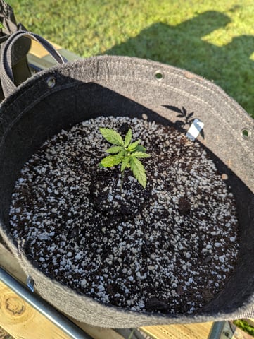 Pineapple Express Auto  — seedling_rooting, day 22