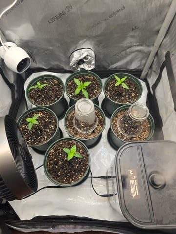 Homegrown - 🍒 🥧 & GSC Auto, 🚀 Seeds 🍌 Buttercups  — vegetative, day 15