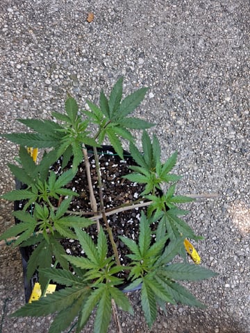 My First Grow — vegetative, day 87