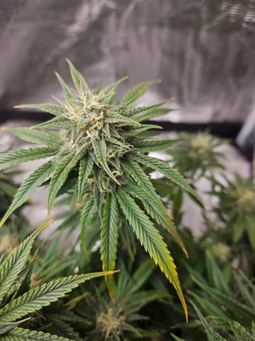 3 bears auto flower  — flower, day 64