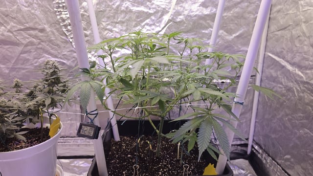 first grow adventure  — flower, day 65