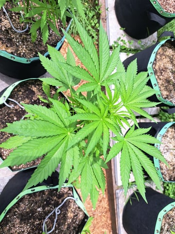 Bucket List Grow #2 — vegetative, day 38