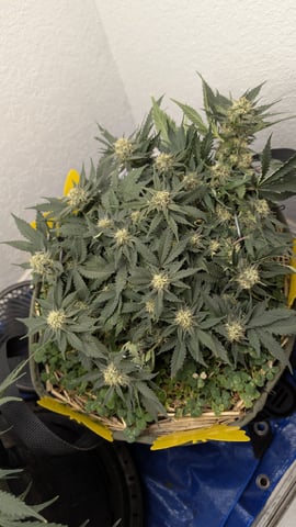 Double Smile And (Alien Vs Triangle X Strawberry Nuggets) — flower, day 55