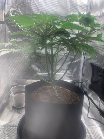 Blackberry Moonrocks (First Grow) — vegetative, day 10