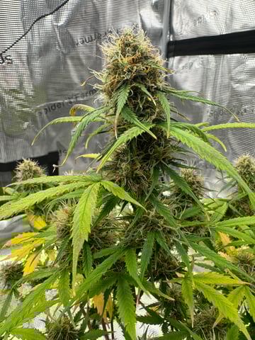 First Grow — flower, day 75