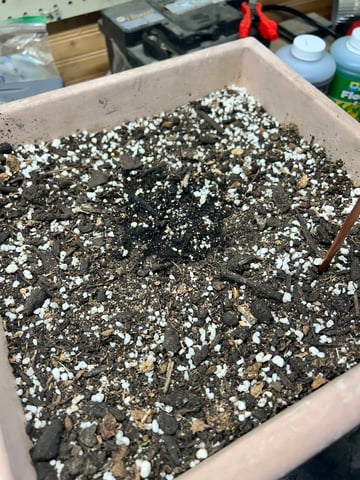 White Widow Twins — germination, day 5
