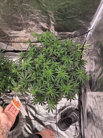 Seedman mix auto & seedman mix auto & GodFather OG — auto, day 66