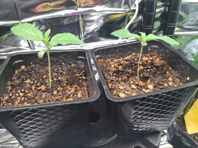 Astro cheese — seedling_rooting, day 11
