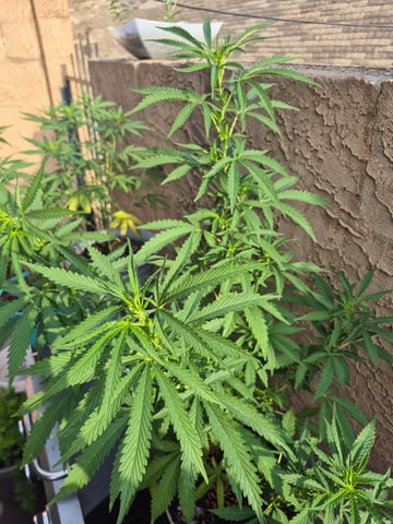 new strain — flower, day 26