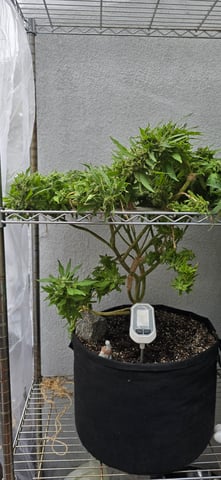 Mystery Weed Plant — flower, day 160