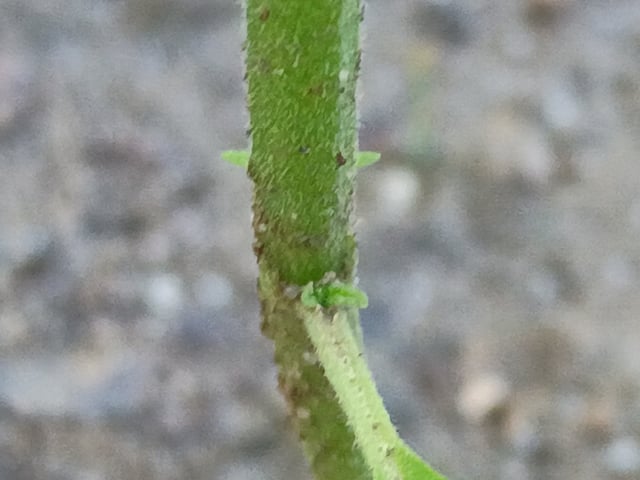 2nd Grow — vegetative, day 36