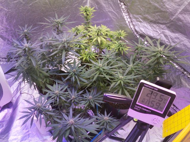 Amnesia Haze Run — flower, day 55