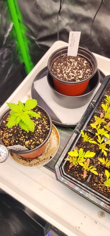 Here We Grow... — seedling_rooting, day 19