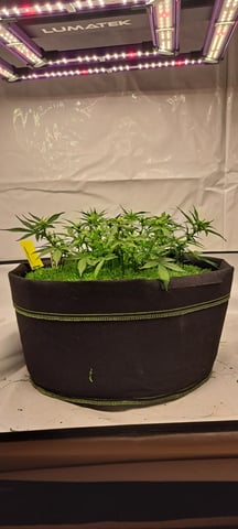 First Grow with the new setup  — auto, day 41