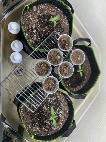 12 assed raven — germination, day 18