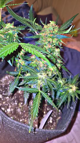 strawberry cheesecake auto — harvest, day 1