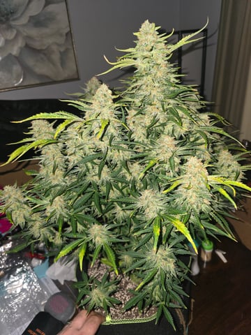 2nd Autoflower Indoor Grow — flower, day 81