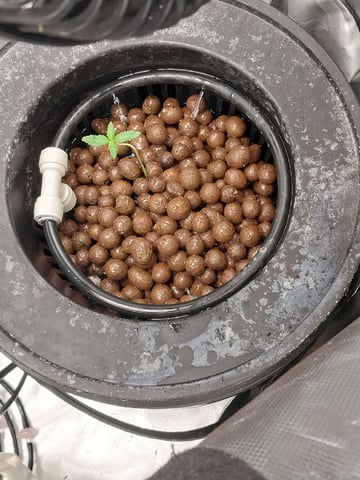 Auto-Flowers  — vegetative, day 36