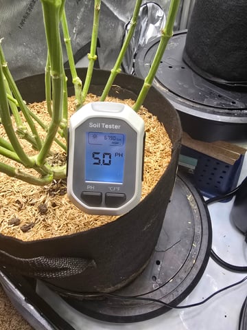 Purple Haze  — flower, day 86