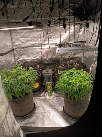 Gurilla Glue #4 × Samsquatch autos — seedling_rooting, day 16