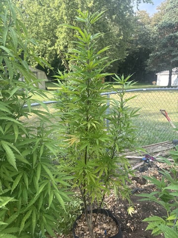 Outdoor 26 — vegetative, day 34