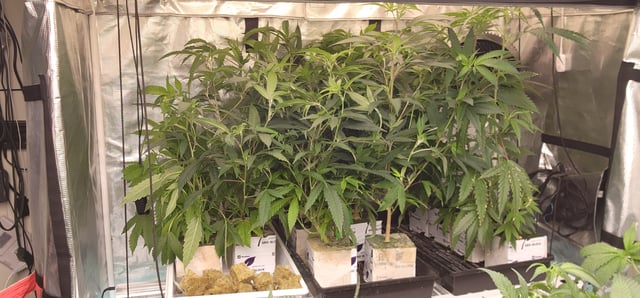 veg tent adventures! — vegetative, day 42