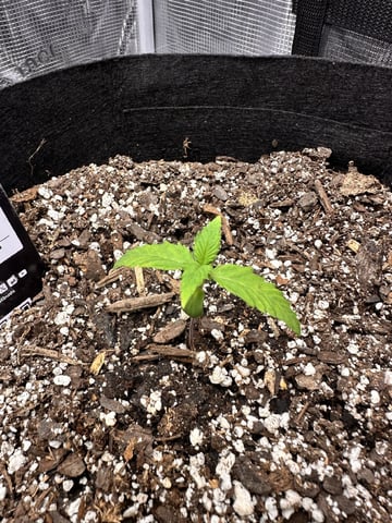 Gorilla Cookies — 1st Grow — vegetative, day 15