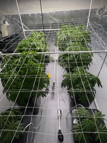 RDWC — vegetative, day 1