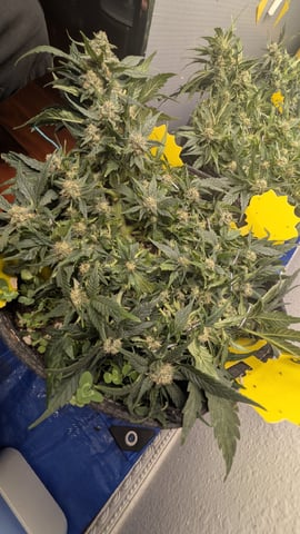 mephisto winter 2026 — flower, day 55