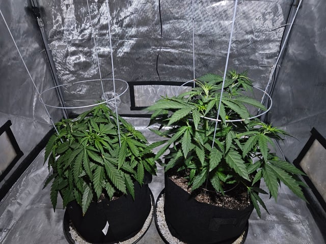 BLACKCHERRY SHERB — vegetative, day 10