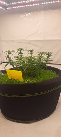 First Grow with the new setup  — auto, day 43