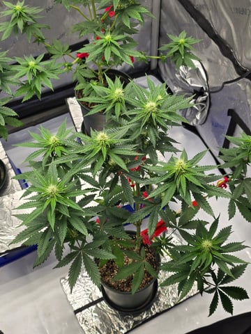 Homegrown - 🍒 🥧 & GSC Auto, 🚀 Seeds 🍌 Buttercups  — flower, day 48