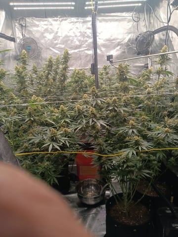 Master Kush — flower, day 108