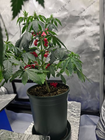 Homegrown - 🍒 🥧 & GSC Auto, 🚀 Seeds 🍌 Buttercups  — flower, day 42