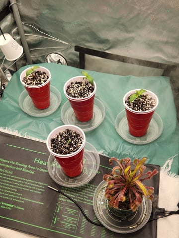 Mephisto's Flava Flav (Grape Crush x Guava Fig) — seedling_rooting, day 10