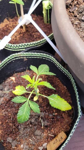 first grow — vegetative, day 13