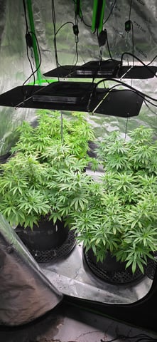 This grow may be interesting! — flower, day 115